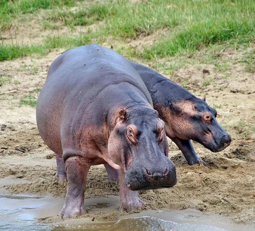 Conservation Success: How Rwanda Reintroduced Lions & Rhinos