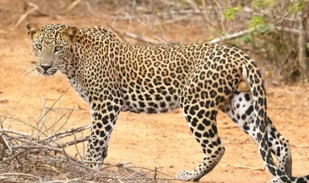 5-Day Rwanda Wildlife & Gorilla Trekking Safari Itinerary