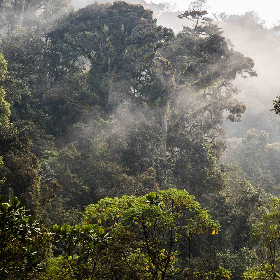 Responsible Tourism & Conservation in Rwanda