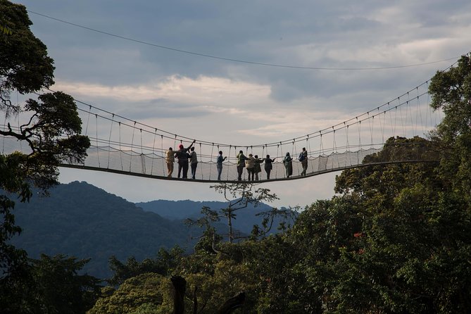 Nyungwe Canopy Walk Experience – What to Expect & Tips