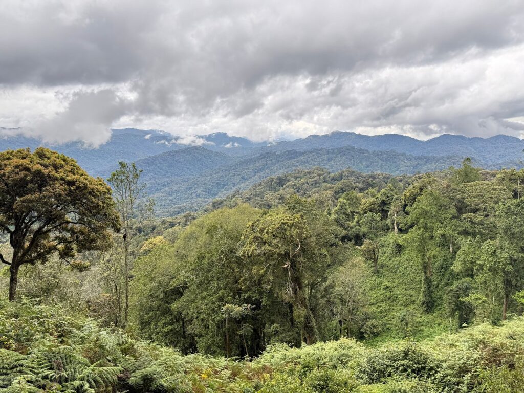 Conservation in Nyungwe National Park – Protecting Primates & Forests