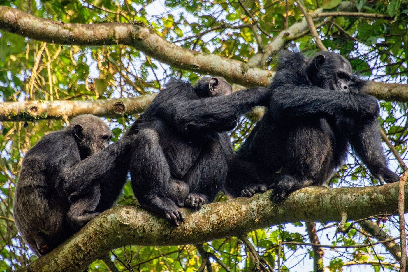 Kigali to Gorilla Trekking – Complete Volcanoes National Park Guide 