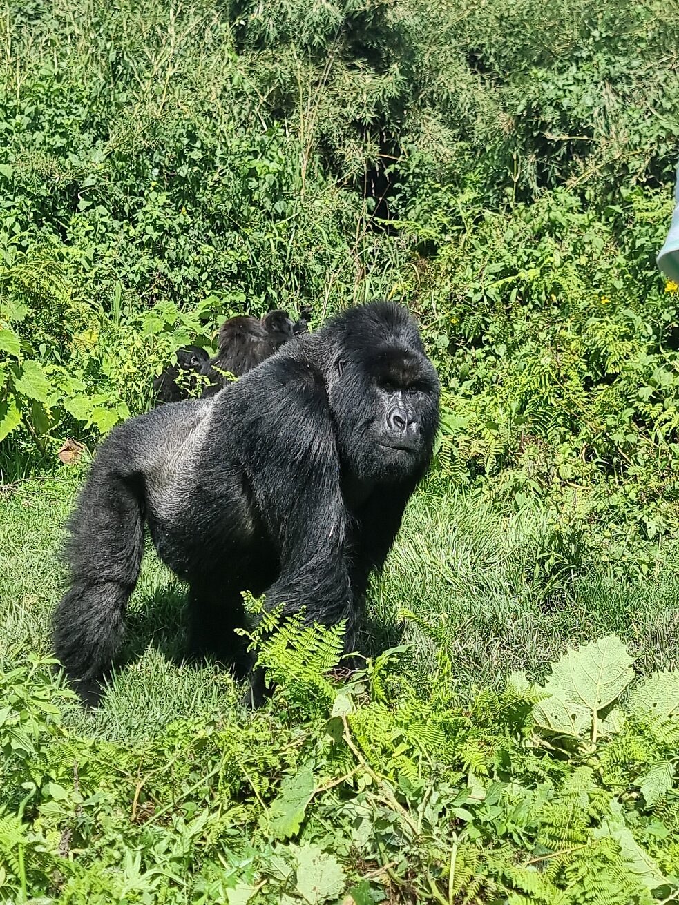 Rwanda and Uganda Gorilla Safari Differences Explained