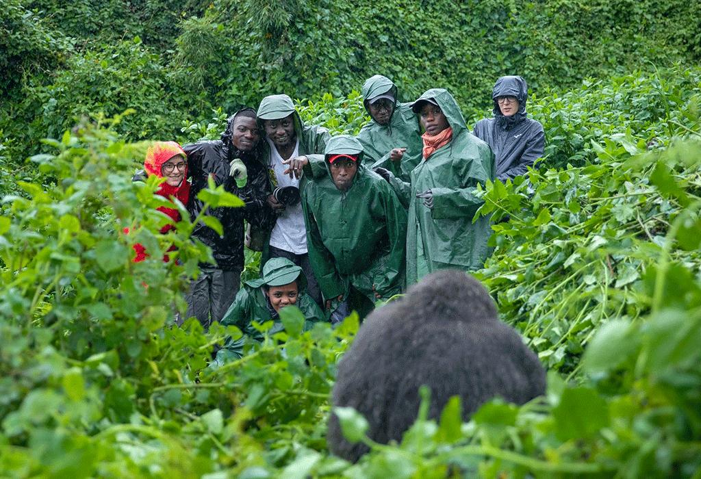 Which Country Is Better for Gorilla Safaris: Rwanda or Uganda?