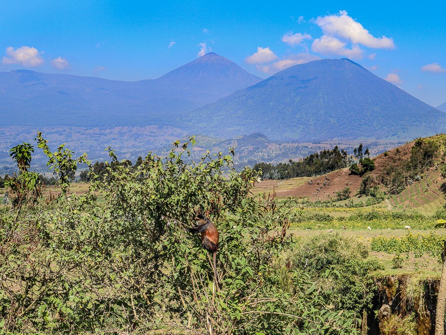 Gorilla Safari Entry Points: Rwanda vs Uganda Explained
