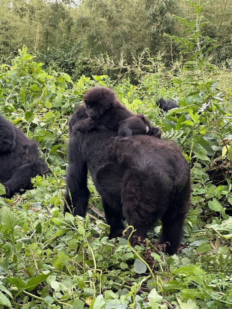 Gorilla Safari Comparison: Volcanoes vs Bwindi Forest Experience