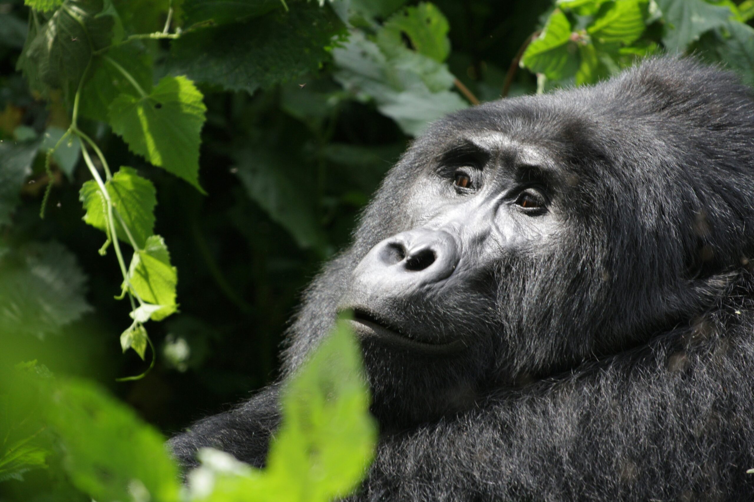 Luxury Gorilla Safari Travel Tips for First-Time Visitors