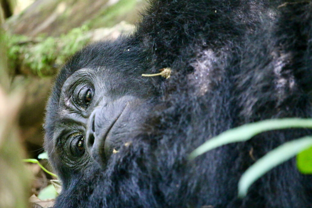 Budget vs Luxury Gorilla Safari Rwanda and Uganda