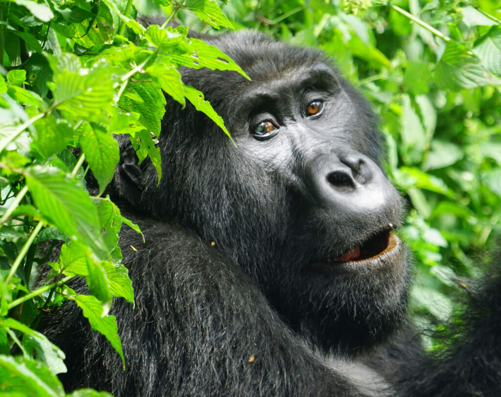 Extended Gorilla Safari Rwanda and Uganda with Wildlife