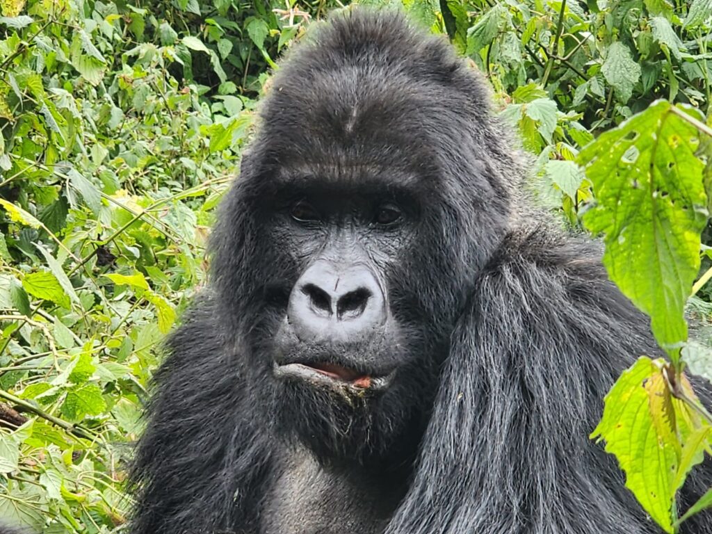 Rwanda to Bwindi Gorilla Safari Road Trip Itinerary