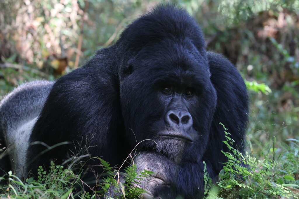 Group Gorilla Safari Packages Rwanda and Uganda