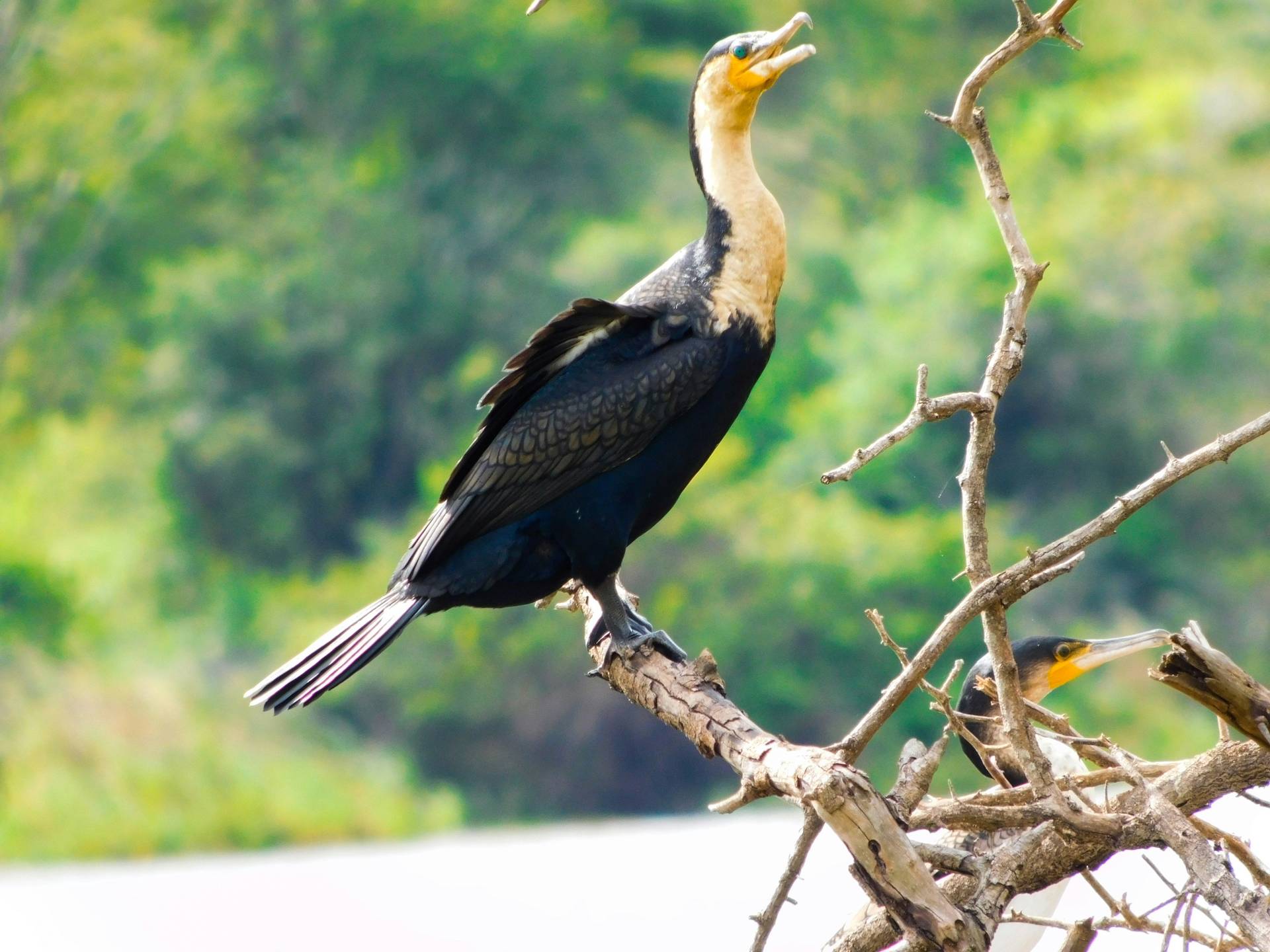 5-Day Rwanda to Uganda Gorilla Safari Plan 