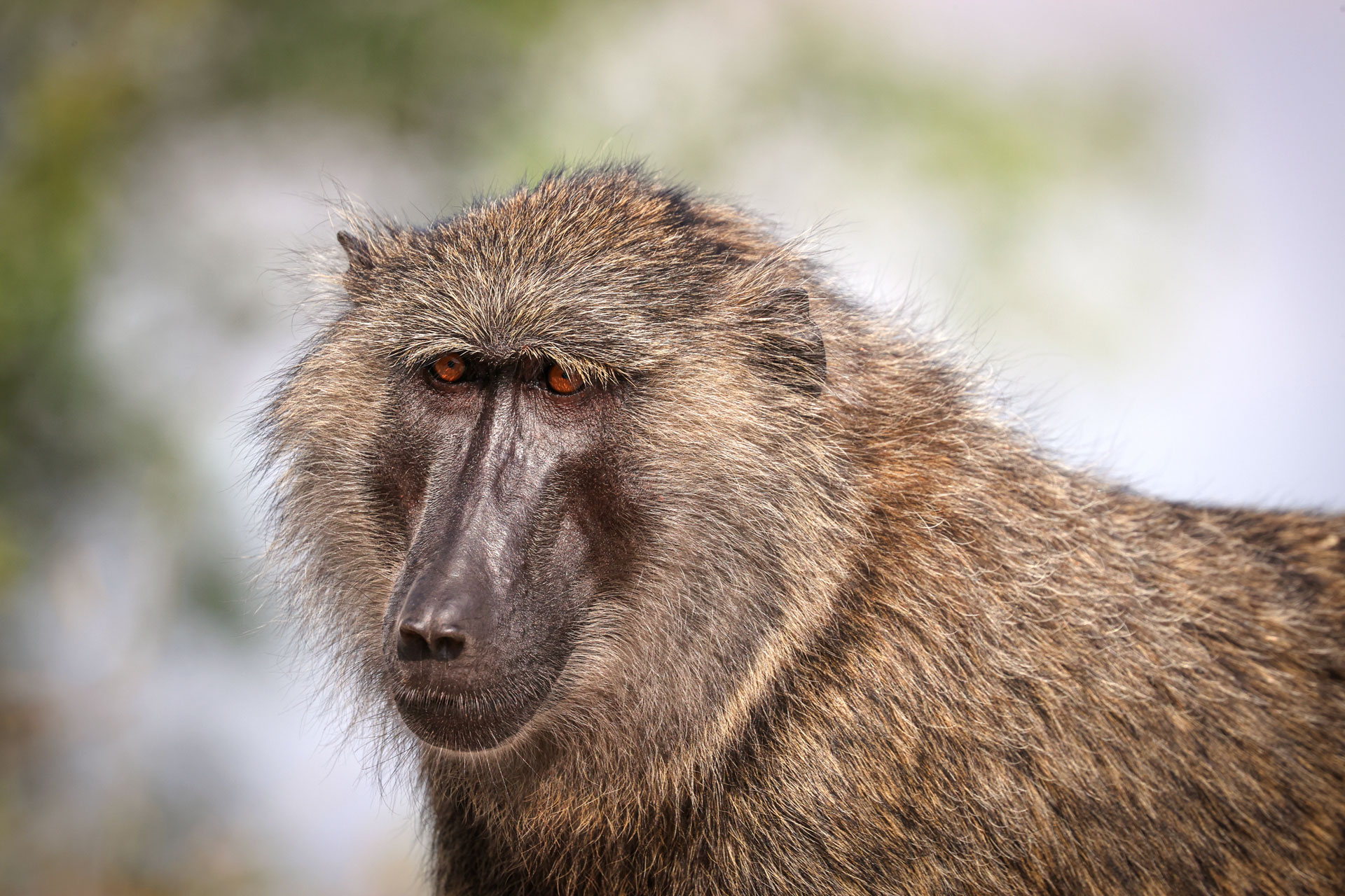 Honeymoon Gorilla Safari Rwanda and Uganda Ideas 