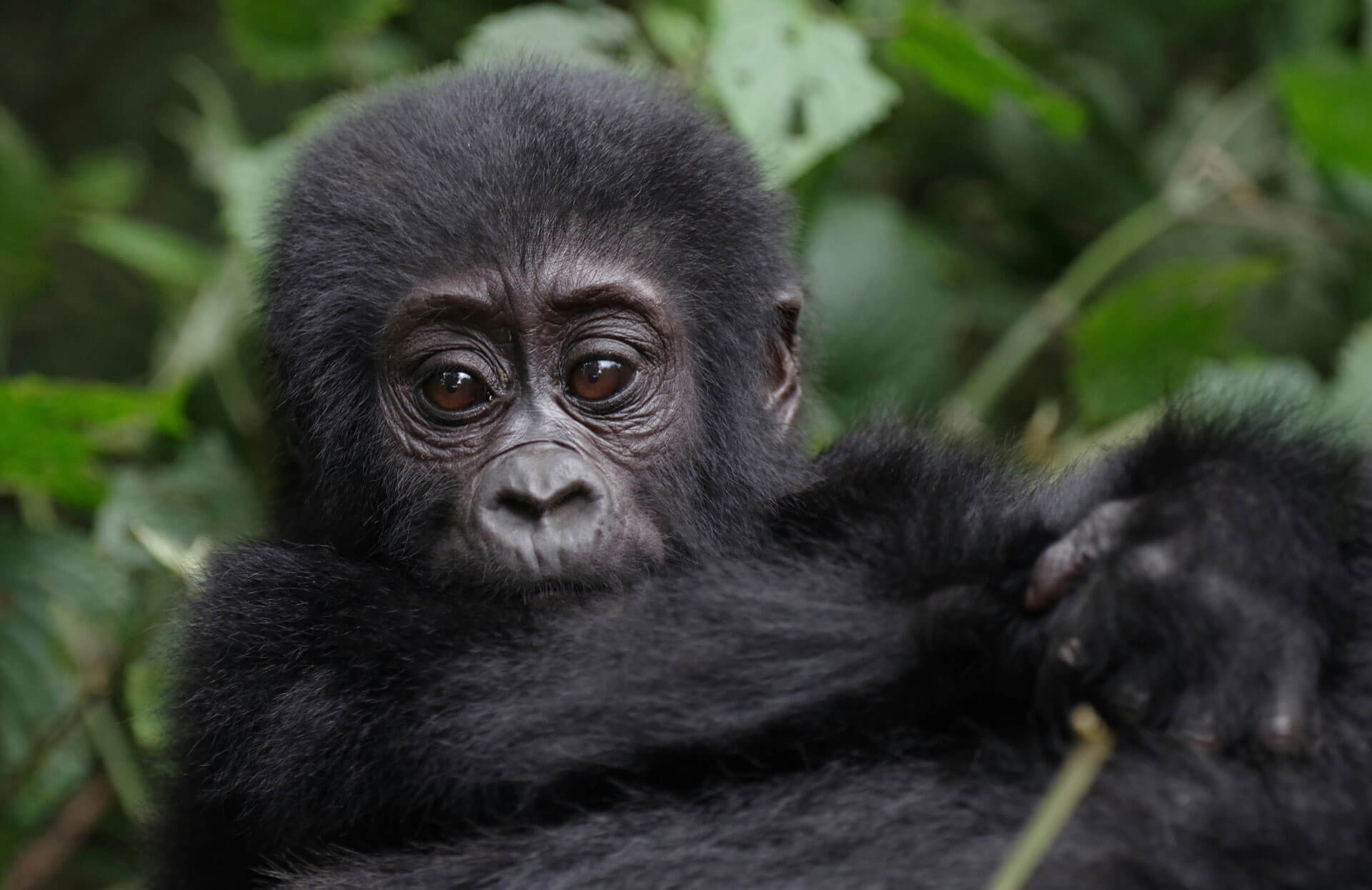 Family Gorilla Safari Rwanda and Uganda Guide