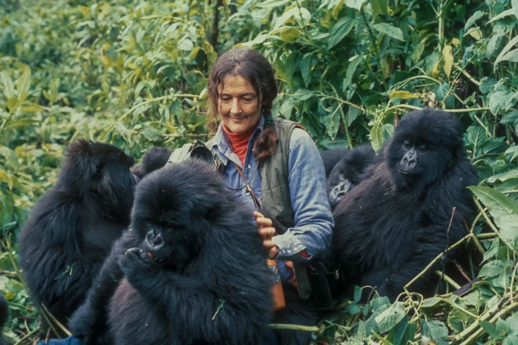 2-Day Rwanda Gorilla Safari from Kigali – Prices and Itinerary