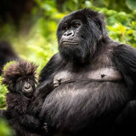 Gorilla Trekking Tour from Kigali