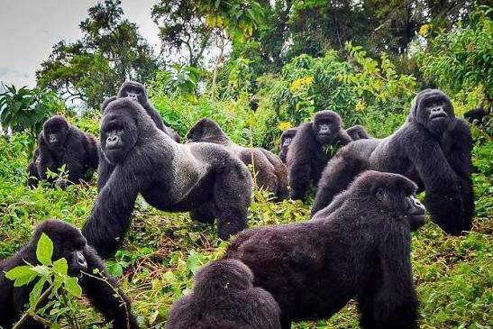 2-Day Private Gorilla Safari from Kigali