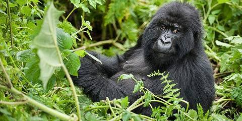 3-Day Rwanda Gorilla Safari from Kigali – Best Tour Plan