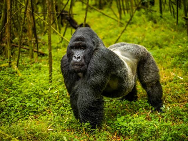 Rwanda Gorilla Permit Plus Transportation Package