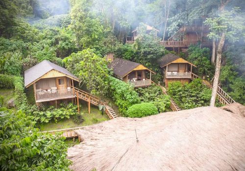 Eco-Friendly Gorilla Trekking Tours in Uganda