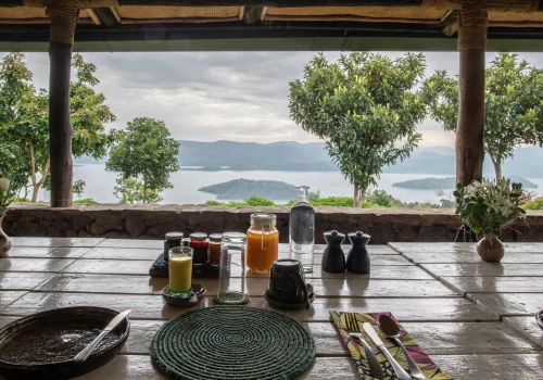 Gorilla Trekking Adventures from Brazil