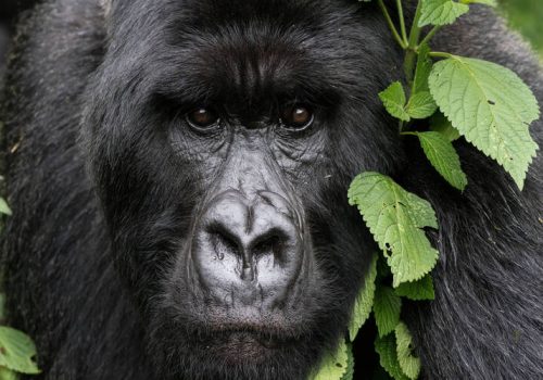 Short Gorilla Safari Itinerary Rwanda and Uganda