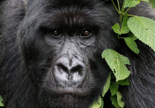 Best Time to Visit Rwanda for Gorilla Trekking safaris