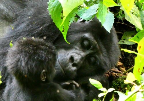 Gorilla Trek from Kigali: Your Premier Gorilla Safari Planner and Tour Operator in Rwanda