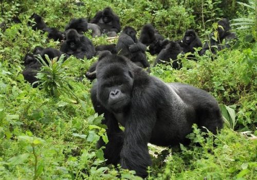 Uganda Gorilla Trekking for Older Travelers & Families