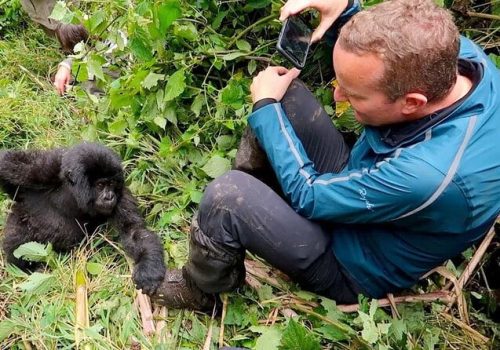 Volcanoes National Park Gorilla Groups: How Tracking Is Assigned