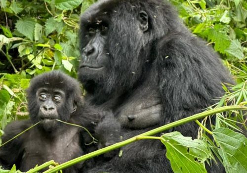 Volcanoes National Park Gorilla Trekking: Complete Visitor Guide