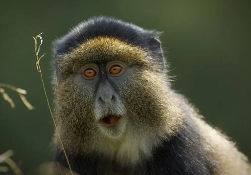 Nyungwe vs Volcanoes: Which is Best for Primates?