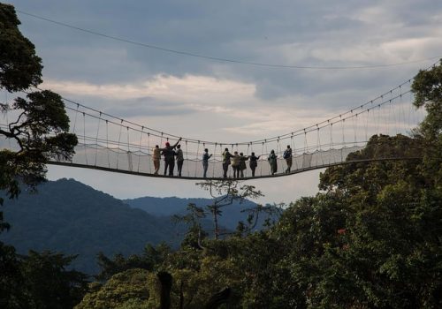 Nyungwe Canopy Walk Experience – What to Expect & Tips