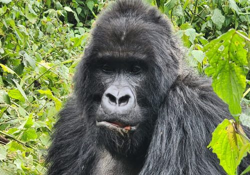 Rwanda to Bwindi Gorilla Safari Road Trip Itinerary