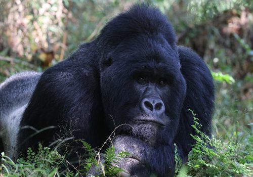 Gorilla Safari Photography Guide Rwanda and Uganda