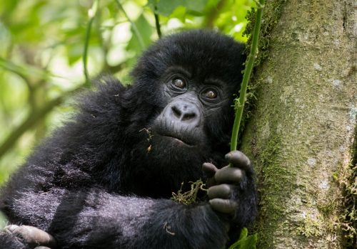 Uganda Gorilla Trekking Myths vs Reality