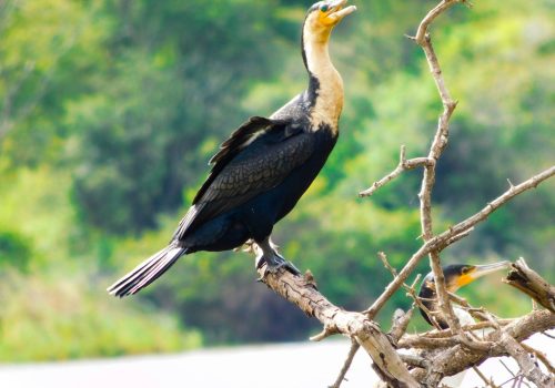 Birdwatching in Bwindi National Park