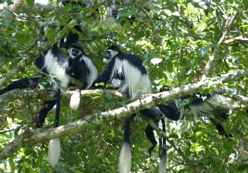 Wildlife in Bwindi National Park