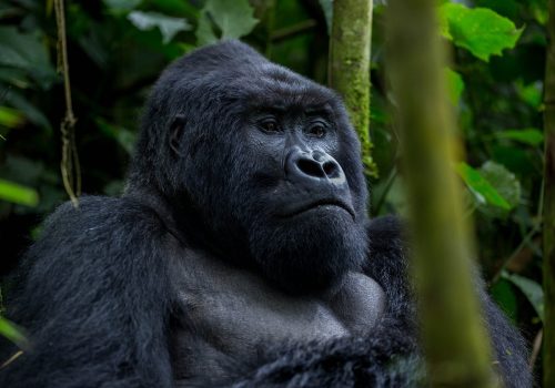 Best Gorilla Safaris in Uganda by Gorilla Trek from Kigali