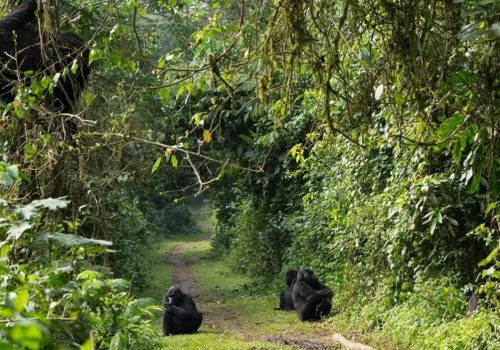 Nature Walks and Hiking in Bwindi National Park