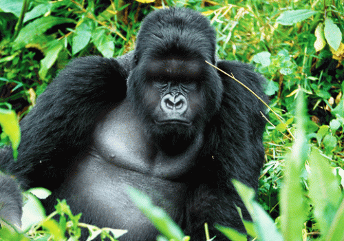 Rules and Guidelines for Gorilla Trekking in Rwanda – Complete 2025-27 Guide