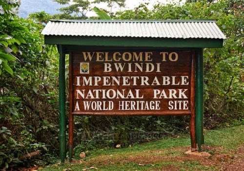 How to Combine Gorilla Trekking with Big Five Safaris in Uganda