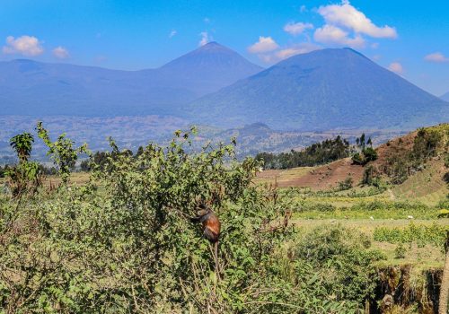 Gorilla Safari Entry Points: Rwanda vs Uganda Explained