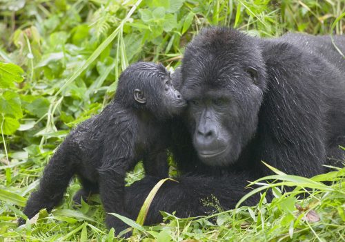 Best Time of Day for Gorilla Trekking in Uganda