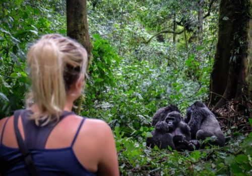 Guide to Gorilla Trekking in Rwanda by Gorilla Trek from Kigali