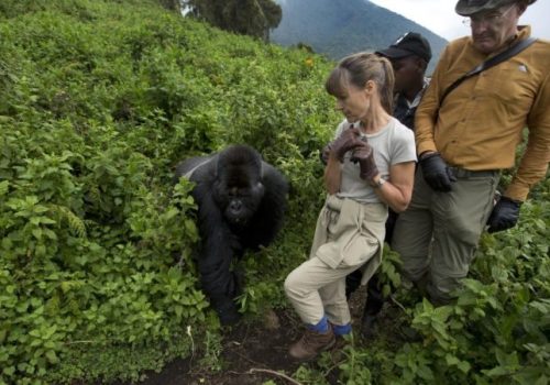 Volcanoes National Park Gorilla Trekking Routes & Difficulty Levels