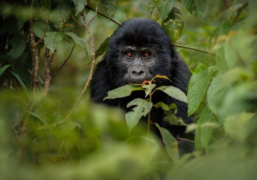 Gorilla Safaris in Uganda from Rwanda with Gorilla Trek from Kigali