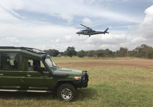 Premium Gorilla Trekking Experience