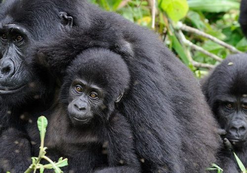 Gorilla Trek from Kigali – Your Gateway to Unforgettable Gorilla Trekking Adventures in Rwanda, Uganda, and Congo
