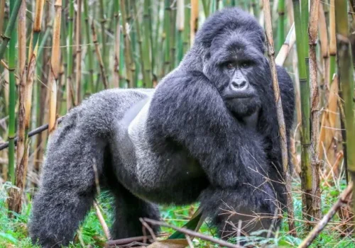 Rwanda vs Uganda Gorilla Trekking – Which Is Better?